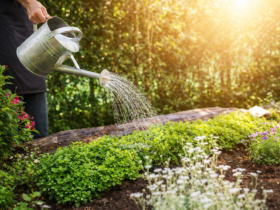 Pessoa regando plantas com regador metálico em jardim residencial ao pôr do sol, destacando cuidados com irrigação no verão.