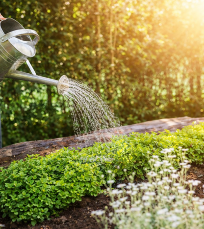 Pessoa regando plantas com regador metálico em jardim residencial ao pôr do sol, destacando cuidados com irrigação no verão.