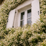 Janela com venezianas brancas parcialmente aberta, envolvida por densa trepadeira com pequenas flores brancas cobrindo toda a fachada da casa.