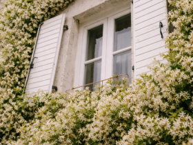 Janela com venezianas brancas parcialmente aberta, envolvida por densa trepadeira com pequenas flores brancas cobrindo toda a fachada da casa.