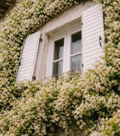 Janela com venezianas brancas parcialmente aberta, envolvida por densa trepadeira com pequenas flores brancas cobrindo toda a fachada da casa.