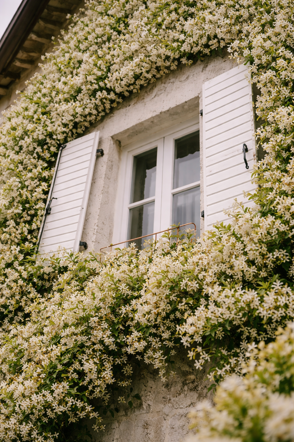 Janela com venezianas brancas parcialmente aberta, envolvida por densa trepadeira com pequenas flores brancas cobrindo toda a fachada da casa.