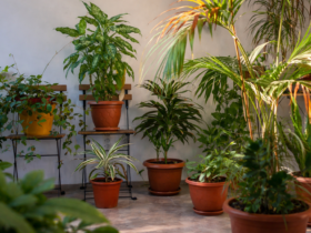Ambiente interno com diversas plantas ornamentais em vasos de cerâmica, organizadas em suportes metálicos e iluminadas por luz natural lateral.